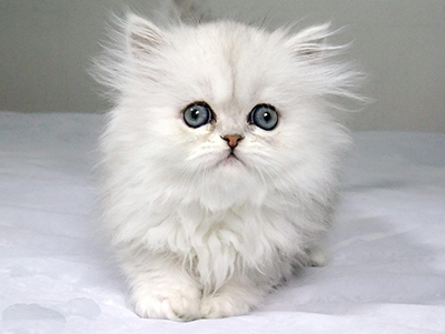 1470131825549487.jpg 波斯猫1.jpg