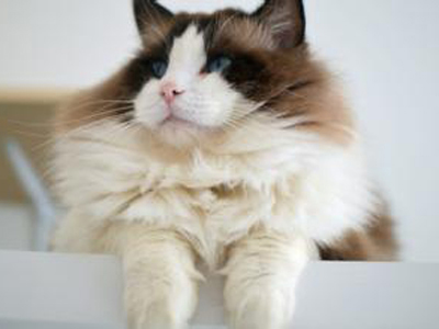 1472444721808759.jpg 布偶猫.jpg